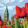 Los 10 imperdibles que ver en Ottawa en verano