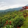 Cuánto cuesta la Ruta del Café en Chiapas