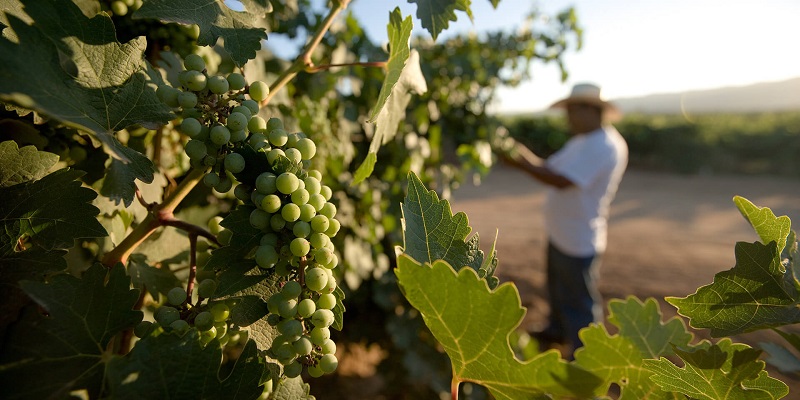 Cuánto cuesta ir a Baja California y qué no te puedes perder