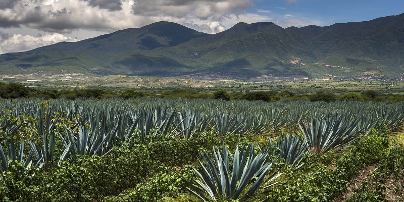 Cuánto cuesta ir a Oaxaca y qué tienes que visitar