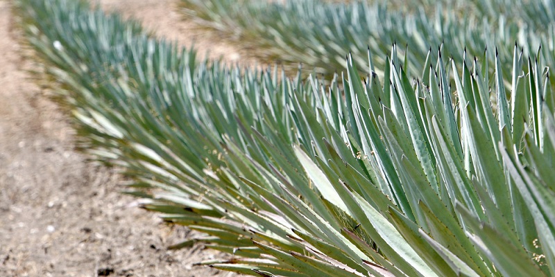 Cuánto cuesta ir a Oaxaca y hacer la ruta del mezcal