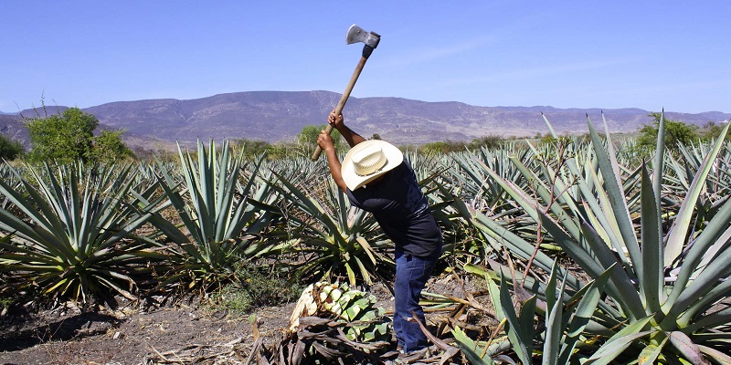 Cuánto cuesta ir a Oaxaca y hacer la ruta del mezcal