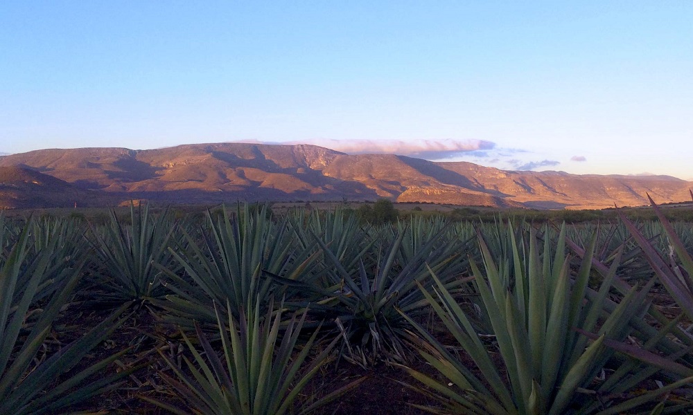 Cuánto cuesta ir a Oaxaca y hacer la ruta del mezcal