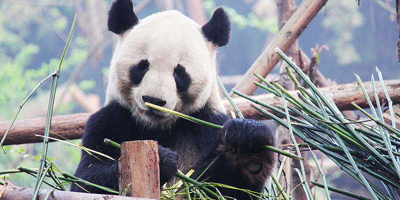 Chengdu